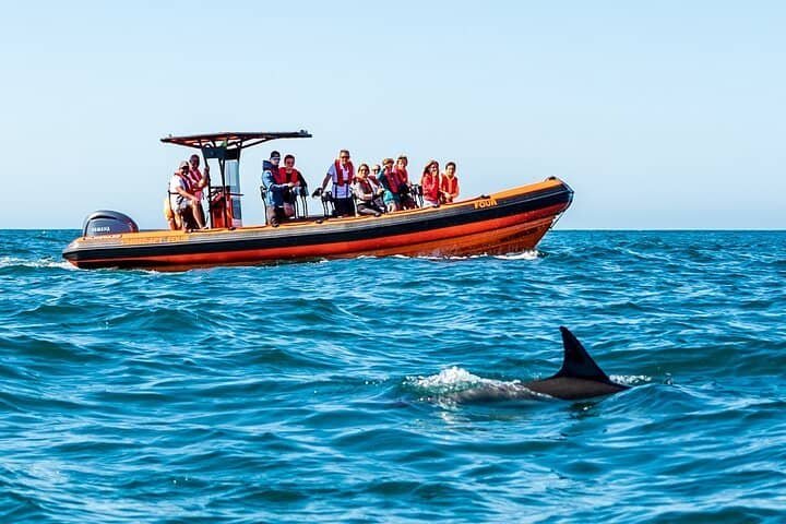 Group of people dazzled by sight of marine animal