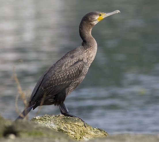 Corvo marinho a descansar